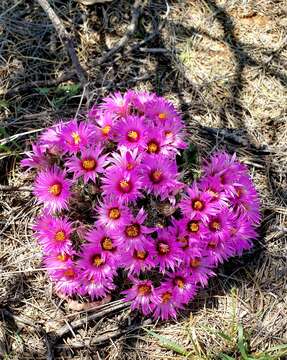 Image of Wilcox's nipple cactus