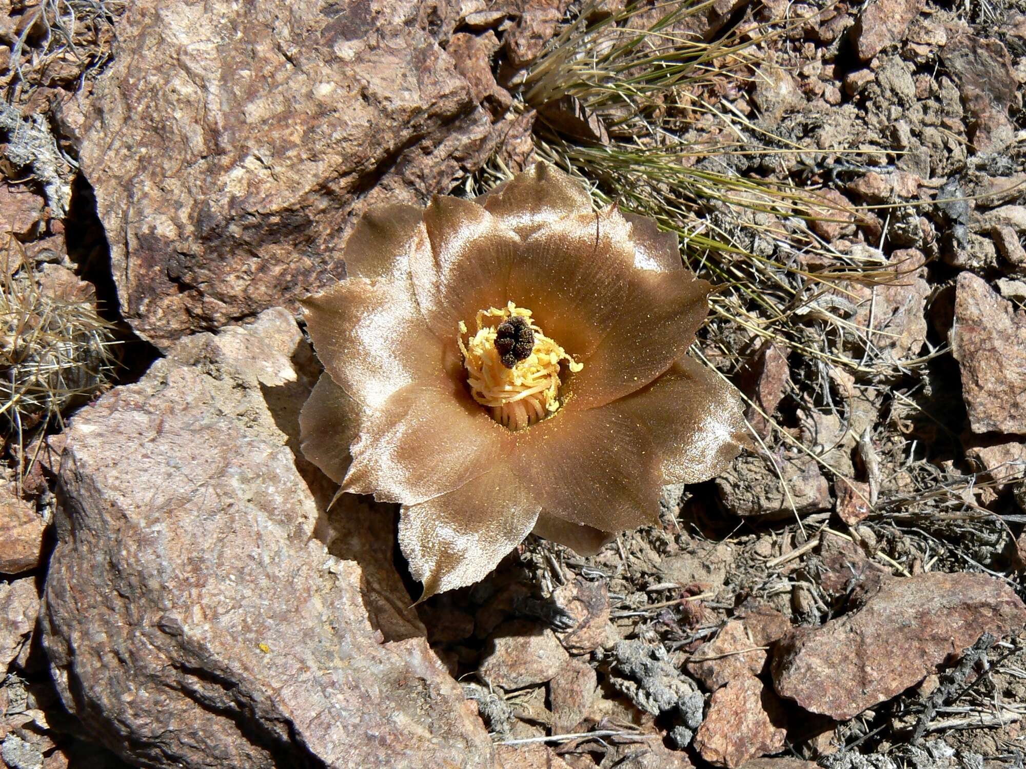 Image of Pterocactus australis (F. A. C. Weber) Backeb.