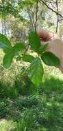 Image of Ficus fraseri Miq.