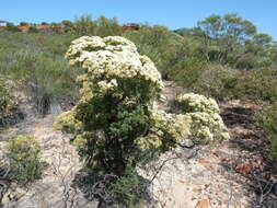 Verticordia polytricha Benth. resmi