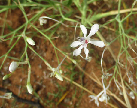 Image of Afrosolen bainesii