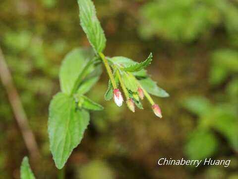 Image of Epilobium amurense Hausskn.