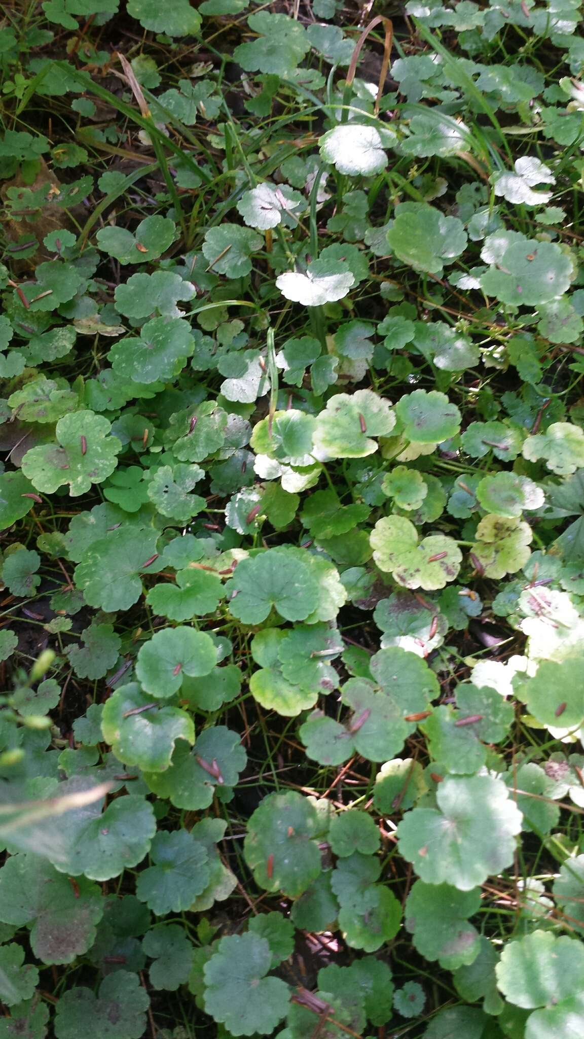 Image de Hydrocotyle americana L.