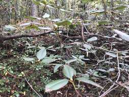 Plancia ëd Rhododendron minus Michx.