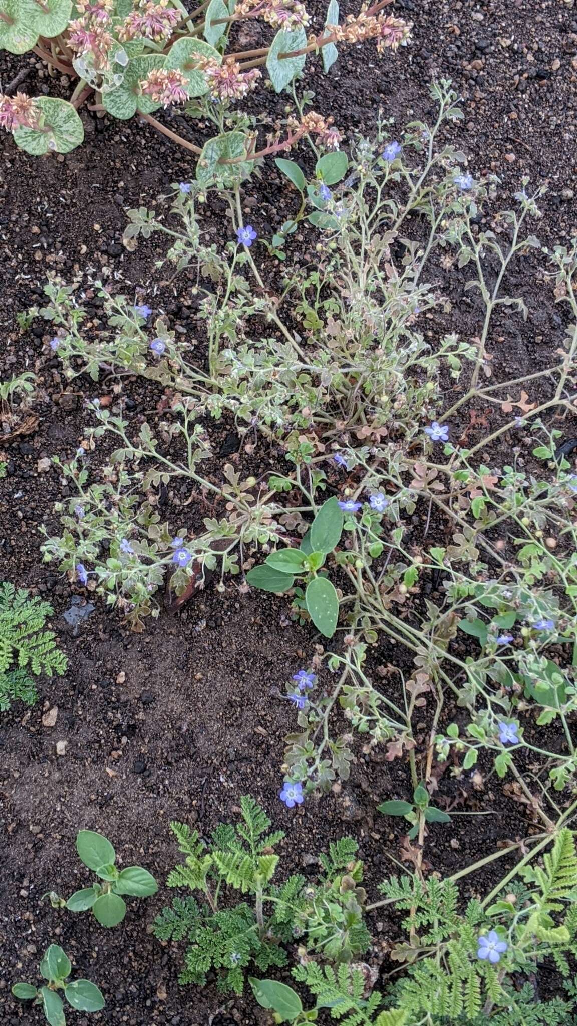 صورة Nemophila pulchella Eastw.