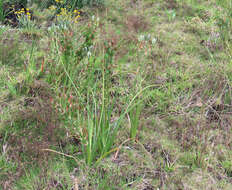 Image of Albuca longifolia Baker