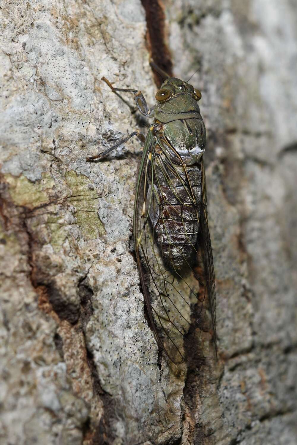 Image of Platylomia bocki (Distant 1882)