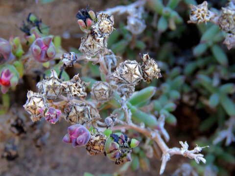 Image of Delosperma ornatulum N. E. Br. ex Stapf