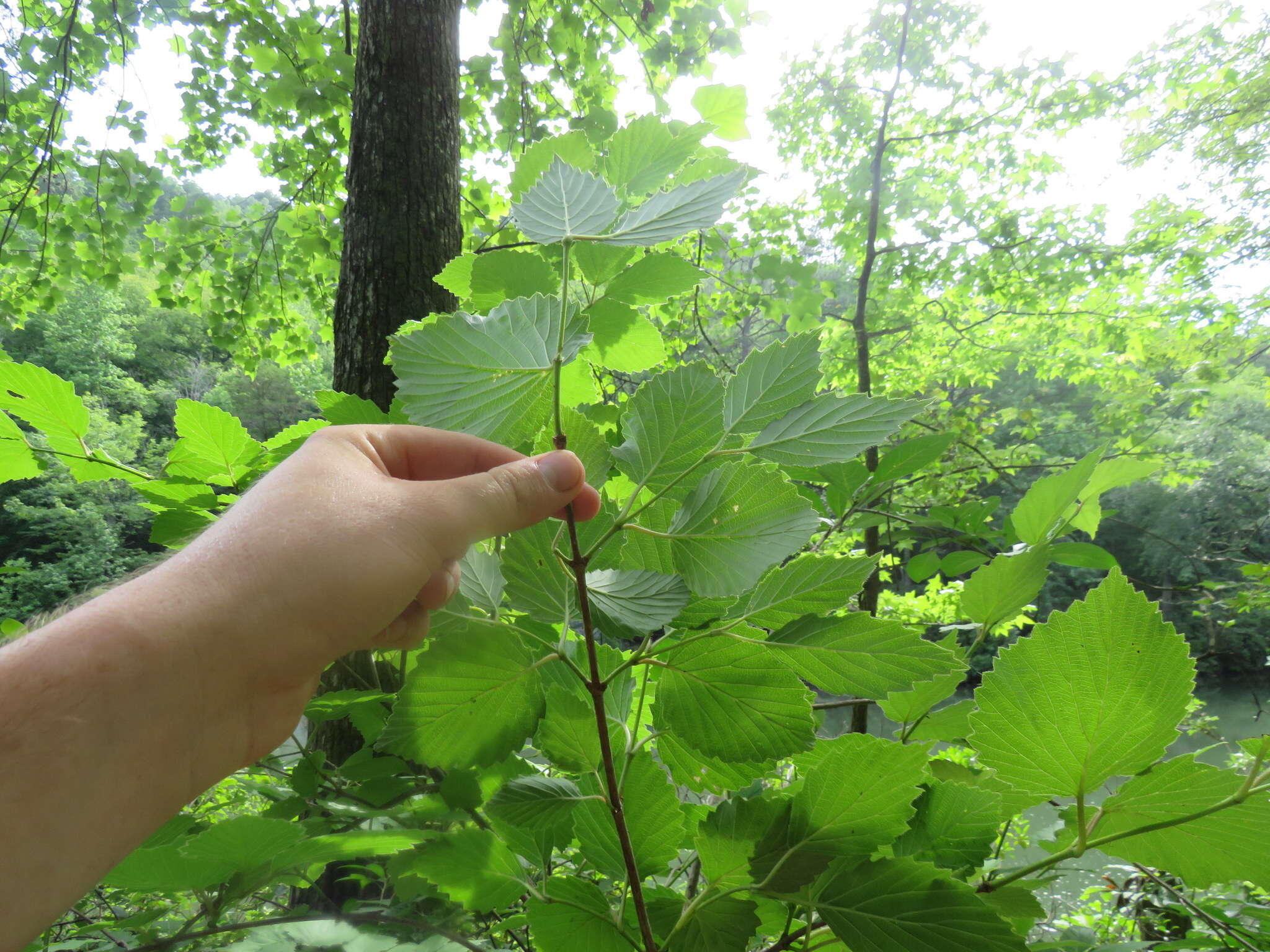 Image de Viburnum alabamense (Mc Atee) Sorrie