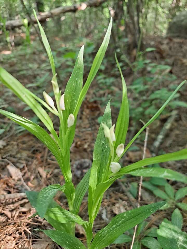 Cephalanthera longibracteata Blume的圖片