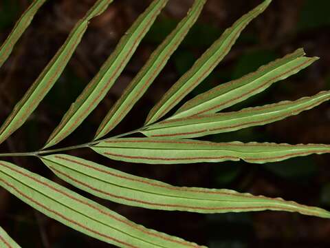 Image de Taenitis blechnoides (Willd.) Sw.