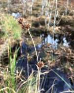 Image of Bunched Beak Sedge