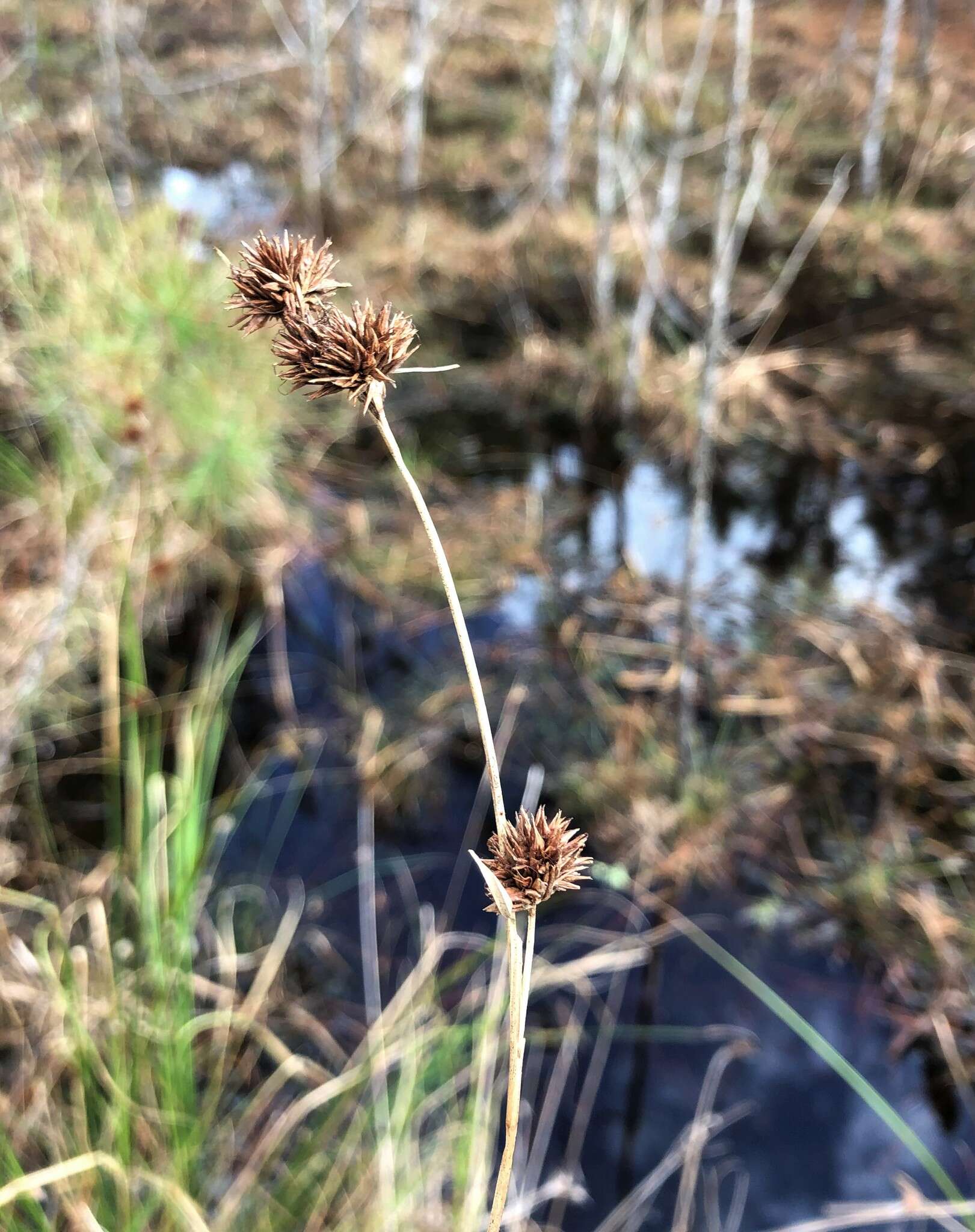 Image of Bunched Beak Sedge