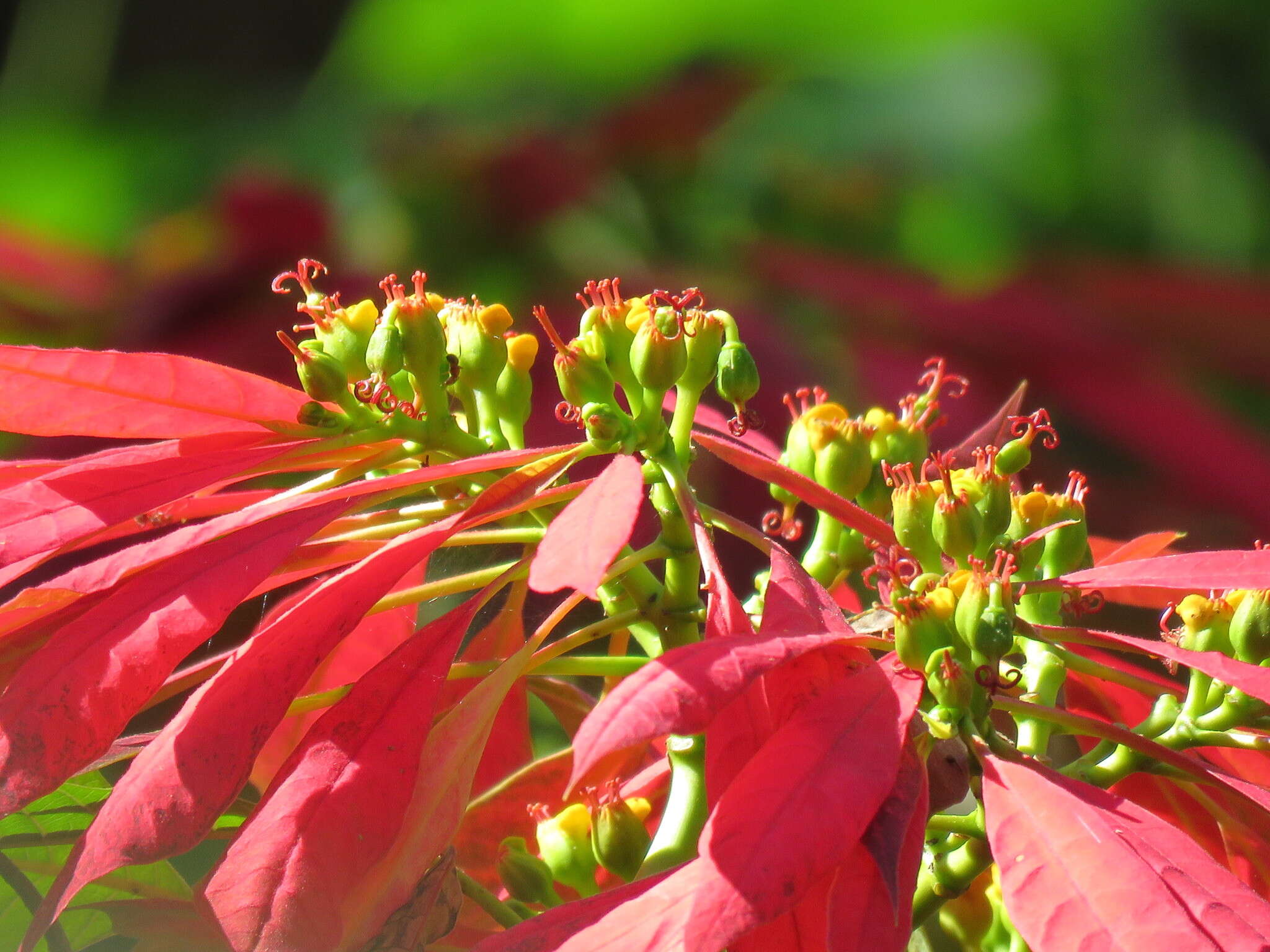 Image of poinsettia