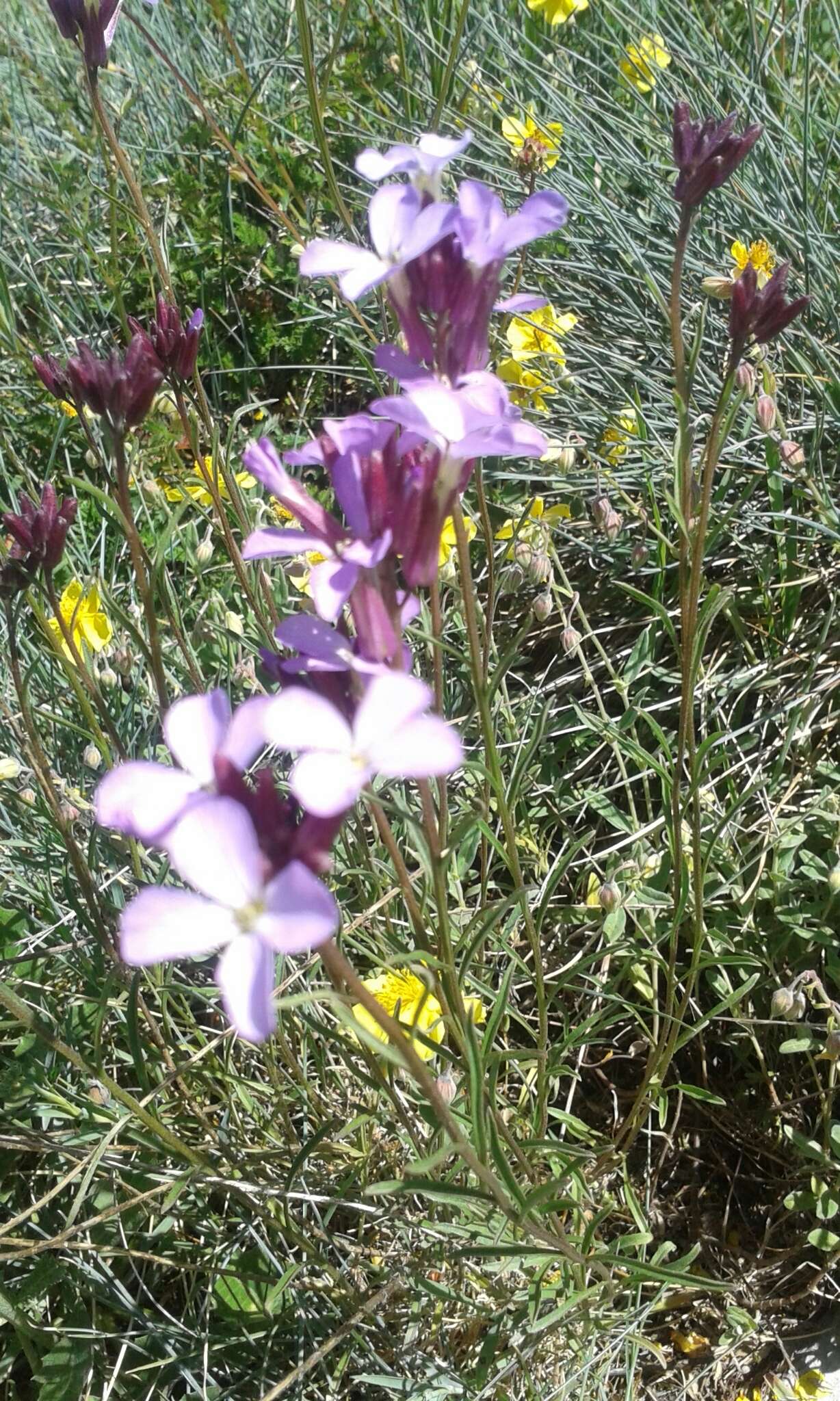 Image of Erysimum linifolium (Pers.) J. Gay