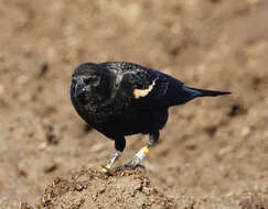 Agelaius tricolor (Audubon 1837)的圖片