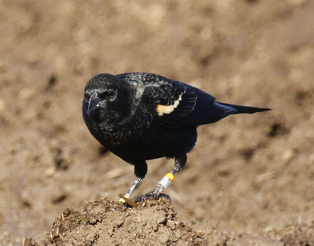 Image of Tricolored Blackbird