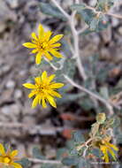 Image of Tiehm's blazing star