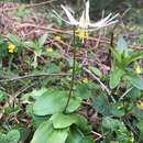 Image of Coast Range fawnlily