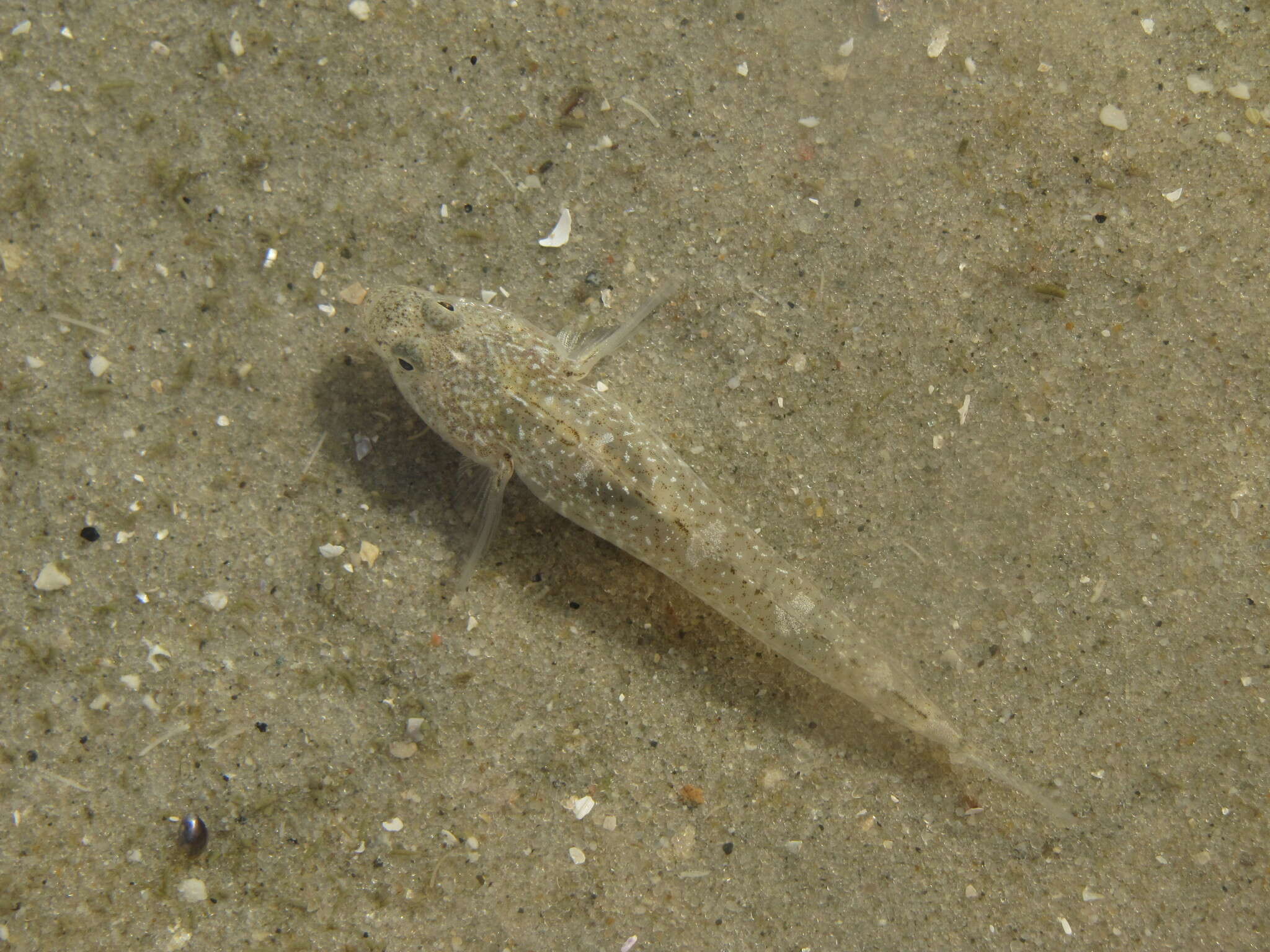 Image of Common Goby