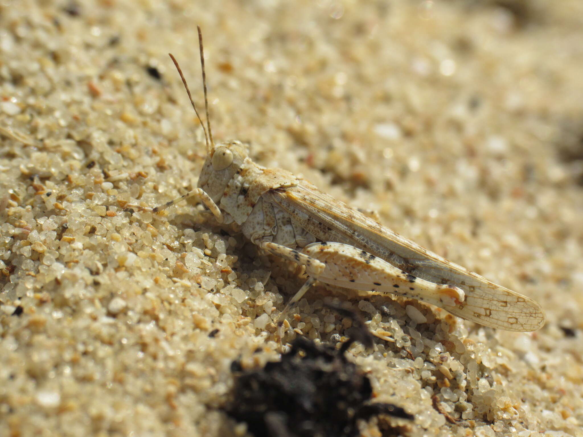 Image of Algarve Sand Grasshopper