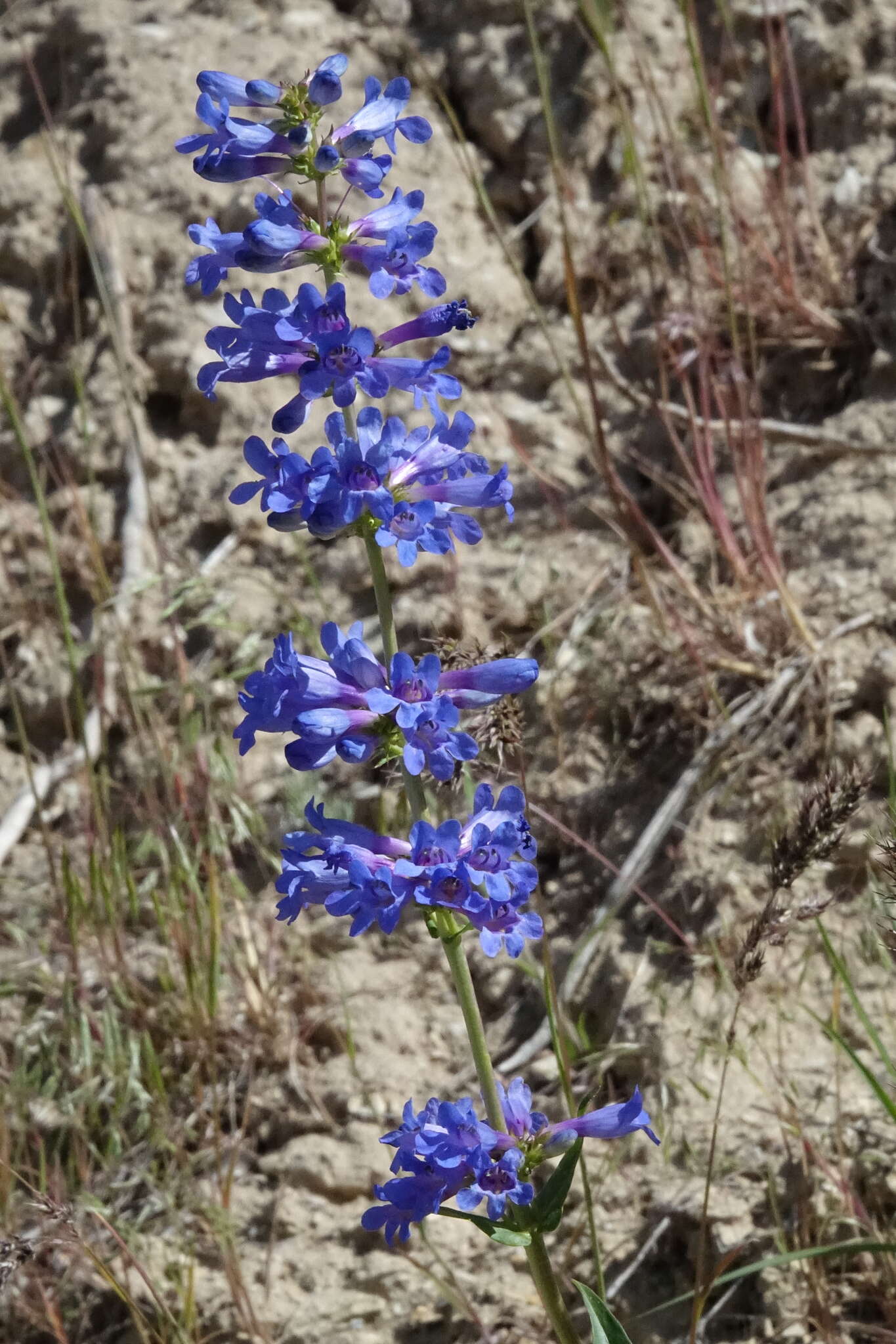 Image of Wasatch beardtongue