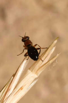 Image of Elachiptera brevipennis (Meigen 1830)