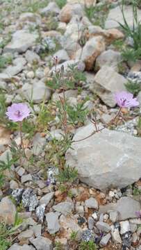 Image of Tuberous Cranesbill