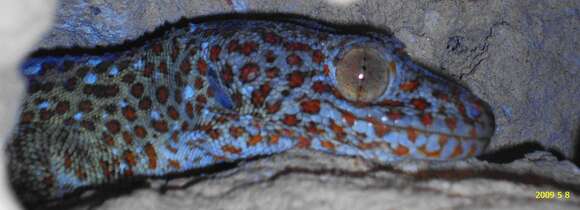 Image of Tokay Gecko