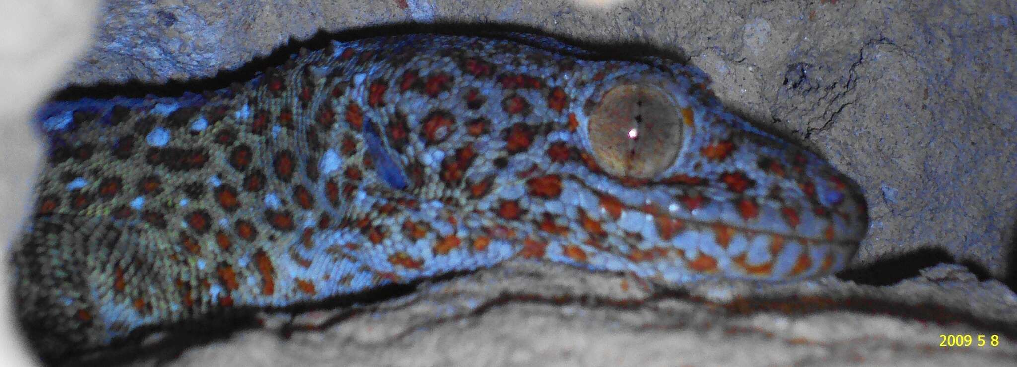 Imagem de Gekko gecko (Linnaeus 1758)