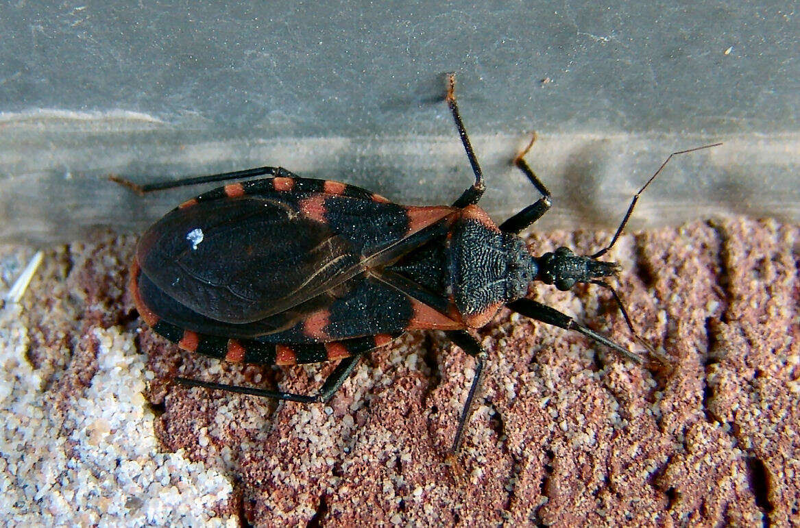 Triatoma sanguisuga (Le Conte 1856)的圖片