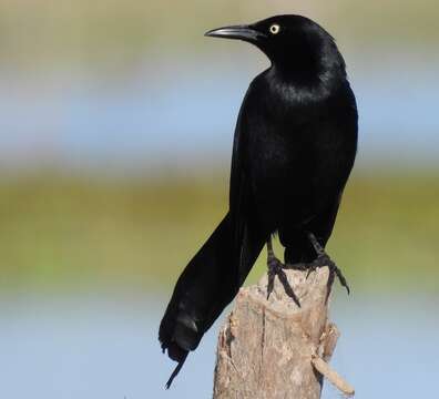 Image of Nicaraguan Grackle