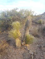 Image of Yucca elata var. elata