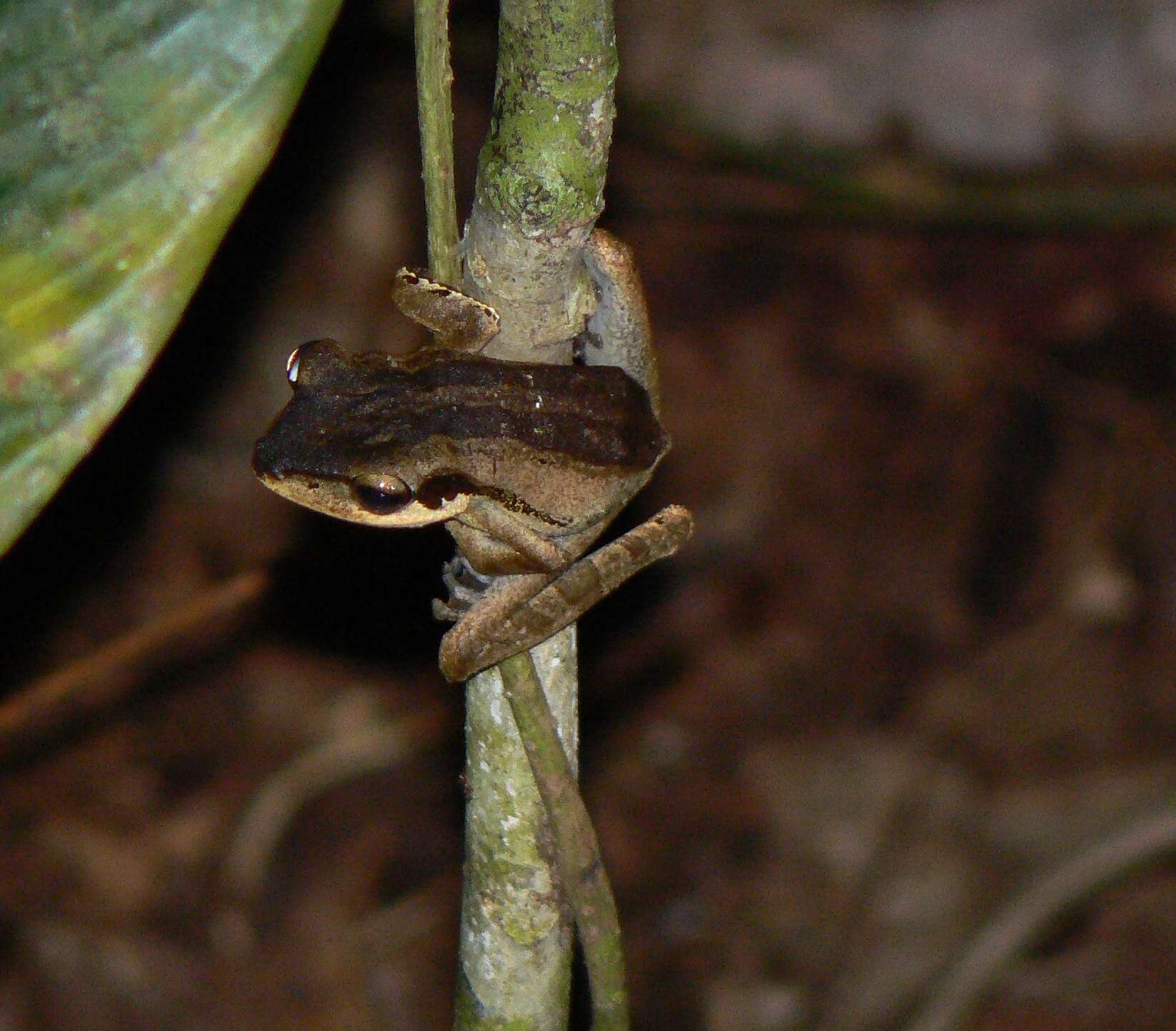 Imagem de Polypedates macrotis (Boulenger 1891)