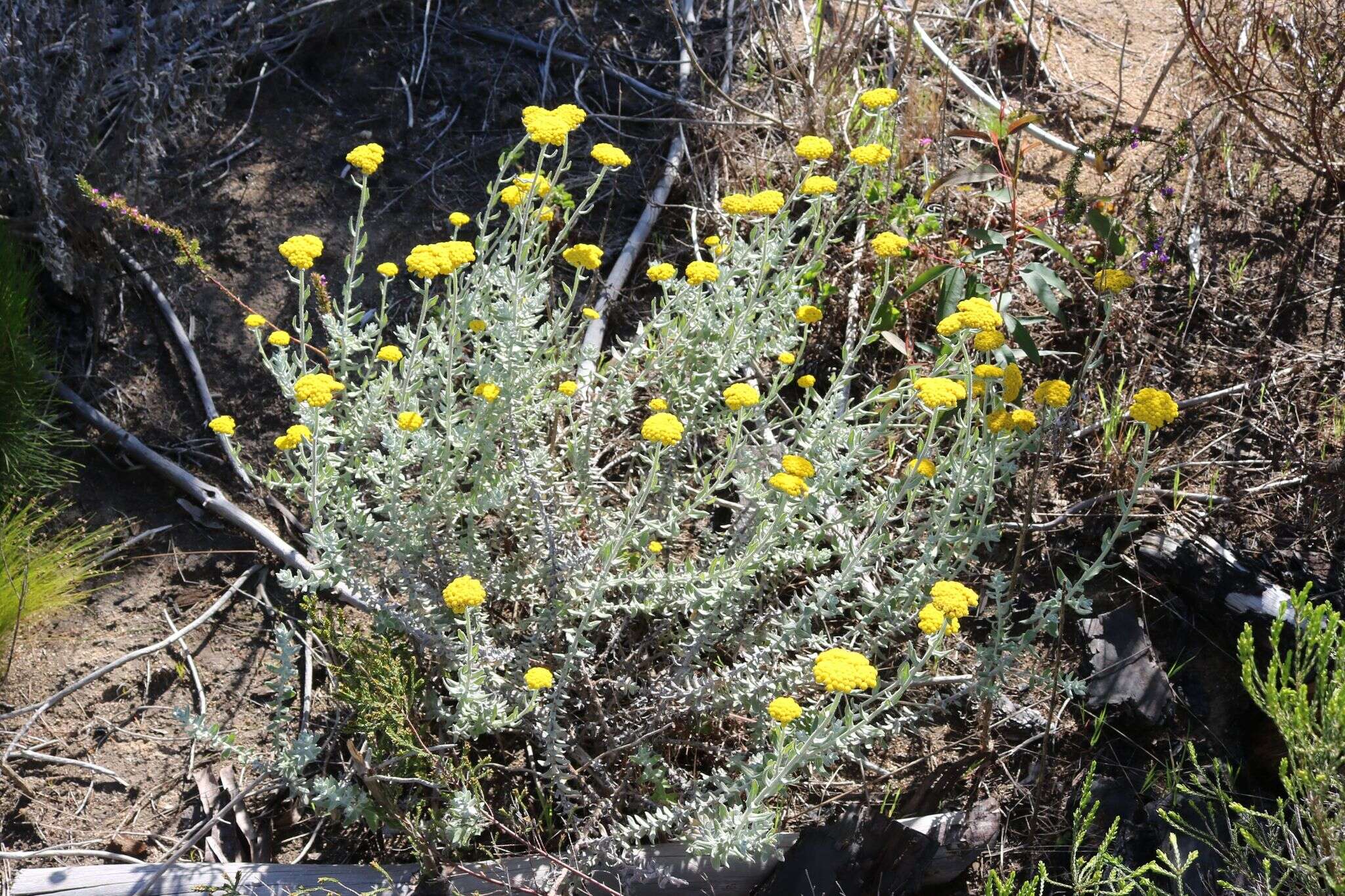 Слика од Helichrysum dasyanthum (Willd.) Sw.