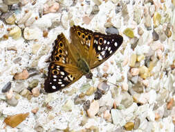 Image of Hackberry Emperor