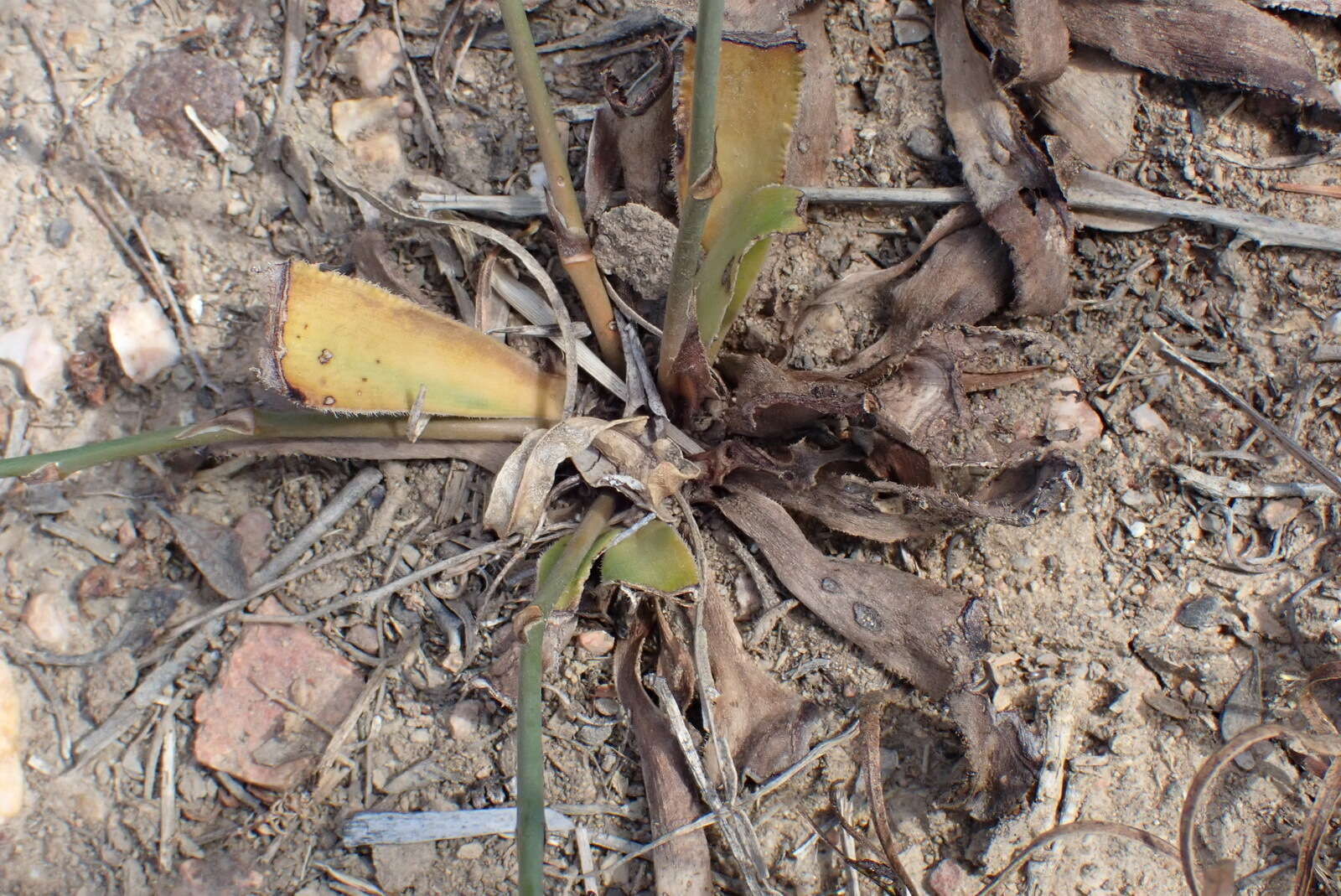 Image of Chlorophytum crispum (Thunb.) Baker