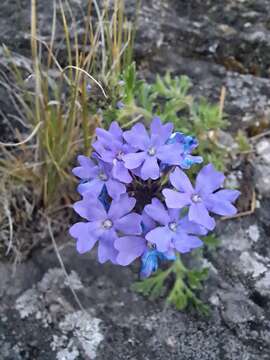 Image of Glandularia mendocina (Phil.) Covas & Schnack