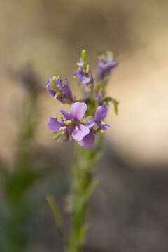 Image of Arabis collina Ten.