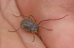 Image of <i>Odiellus lendlii</i>