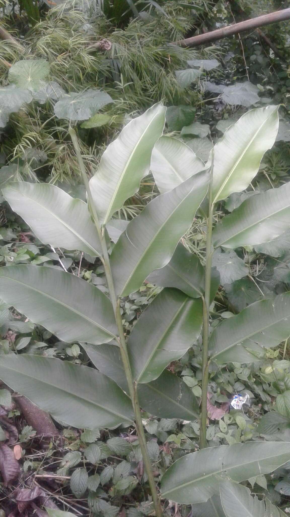 Image of Heliconia hirsuta L. fil.