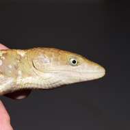 Image of Texas alligator lizard
