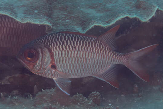 Image of Australian Squirrel-fish