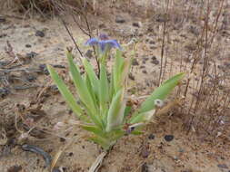 Image of Ferraria uncinata Sweet