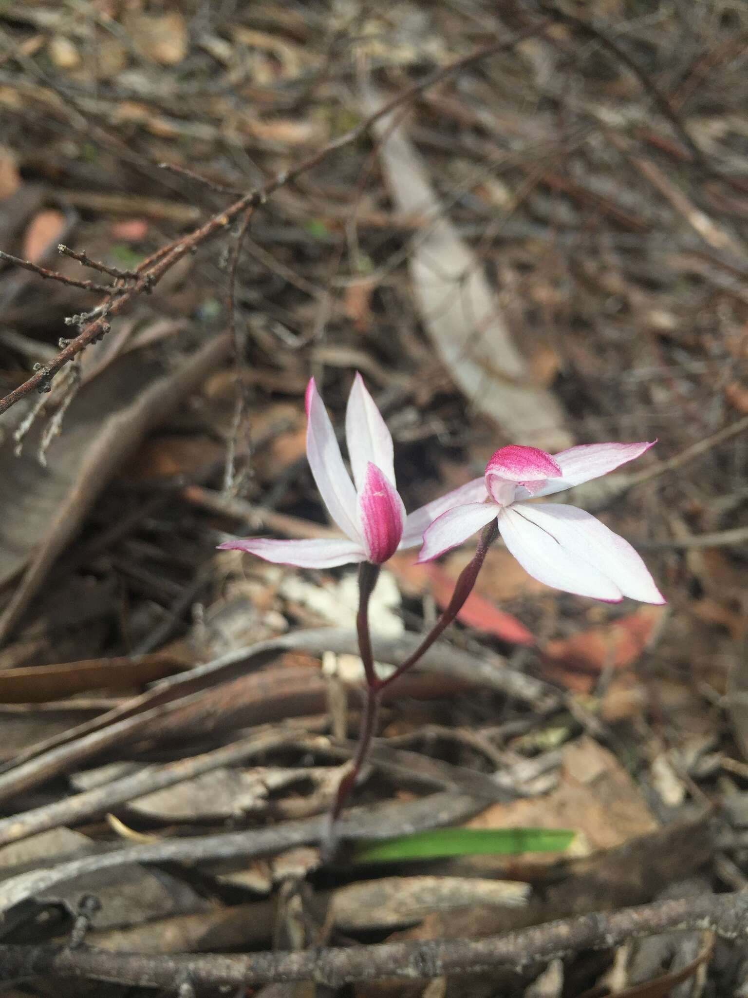 Image of Elegant Caladenia