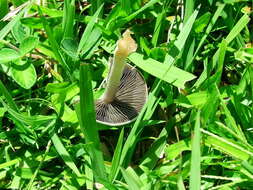 Image of Panaeolus antillarum (Fr.) Dennis 1961