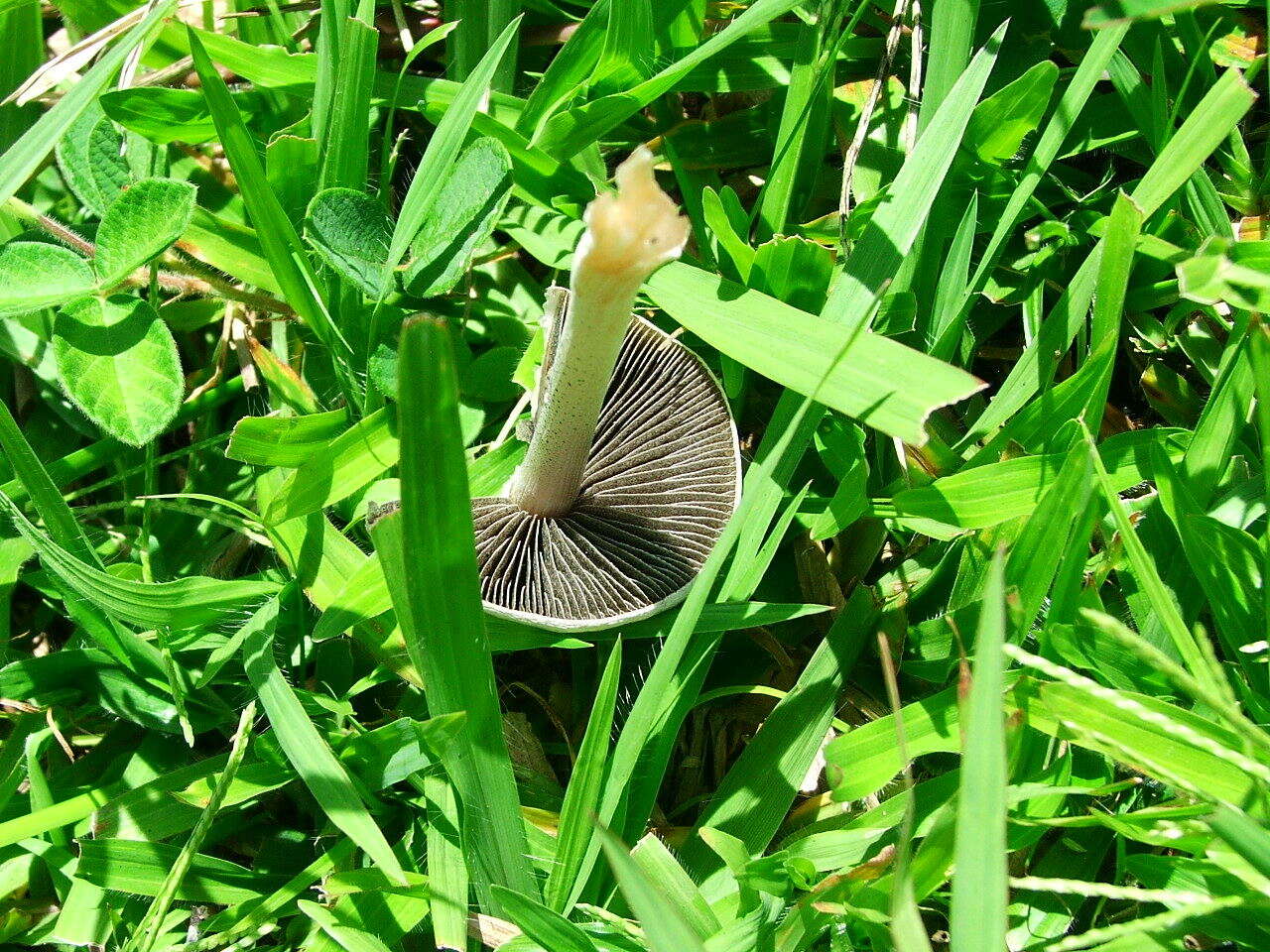 Image of Panaeolus antillarum (Fr.) Dennis 1961