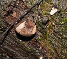 Imagem de Lycoperdon subincarnatum Peck 1872