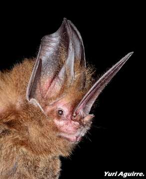 Image of Sword-nosed Bats.