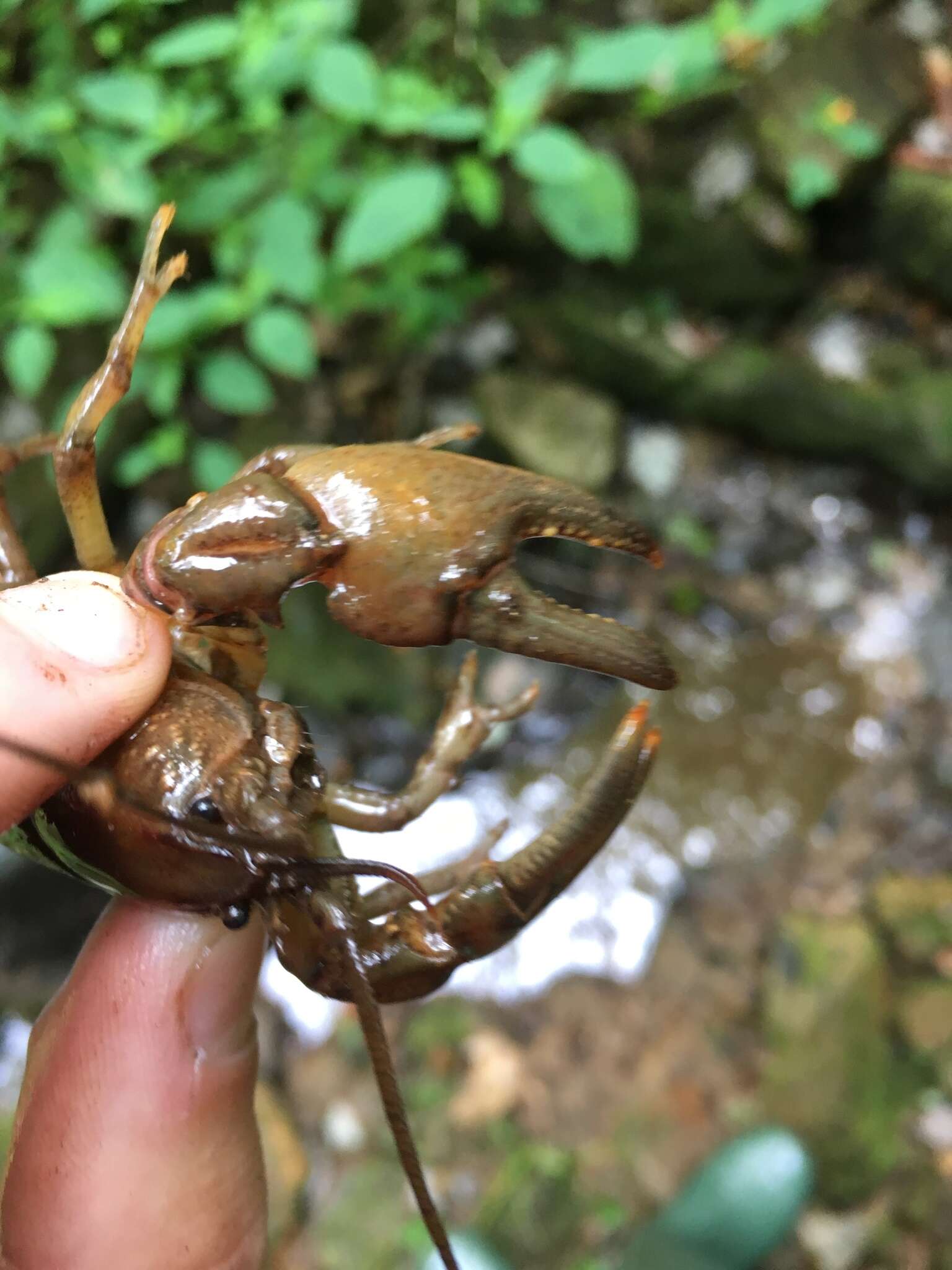 Image of Rock Crayfish